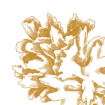 Скъпоценна чудотворна гъба