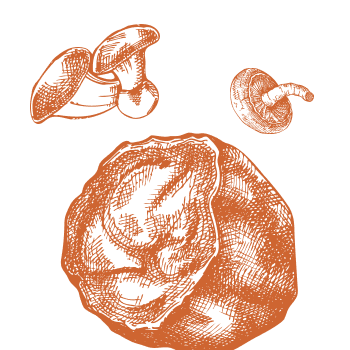 Възстановяване на баланса в тялото