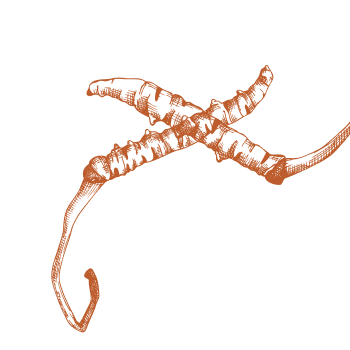 Погрижете се за тялото си със силата на гъбите